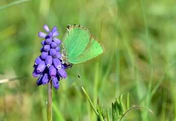 Wildlife. Photos of wild butterflies and insects.