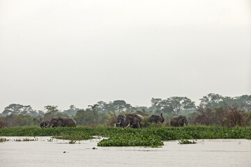 African bush elephant feeding on aquatic plants at the edge of a river in a tropical rainforest. Wildlife scene in natural wetland habitat. Peaceful moment in the wild, ideal for nature and conservati