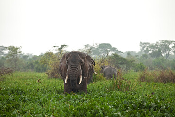 African bush elephant feeding on aquatic plants at the edge of a river in a tropical rainforest. Wildlife scene in natural wetland habitat. Peaceful moment in the wild, ideal for nature and conservati