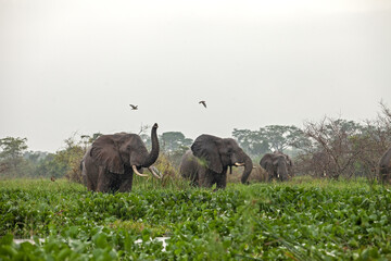 African bush elephant feeding on aquatic plants at the edge of a river in a tropical rainforest. Wildlife scene in natural wetland habitat. Peaceful moment in the wild, ideal for nature and conservati