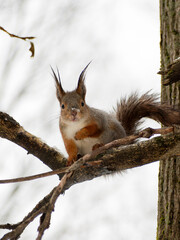 Squirrel sitting on a tree branch holding a nut. Wildlife