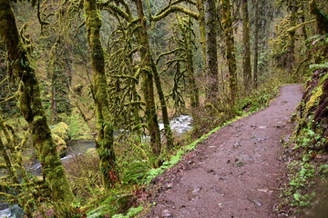Fototapeta premium footpath in the woods