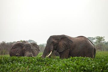 African bush elephant feeding on aquatic plants at the edge of a river in a tropical rainforest. Wildlife scene in natural wetland habitat. Peaceful moment in the wild, ideal for nature and conservati