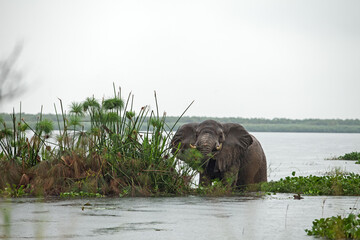 African bush elephant feeding on aquatic plants at the edge of a river in a tropical rainforest. Wildlife scene in natural wetland habitat. Peaceful moment in the wild, ideal for nature and conservati