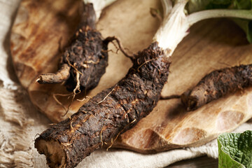 Closeup of fresh burdock root on a table
