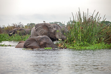 African bush elephant feeding on aquatic plants at the edge of a river in a tropical rainforest. Wildlife scene in natural wetland habitat. Peaceful moment in the wild, ideal for nature and conservati
