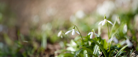 Snowdrops in grass
