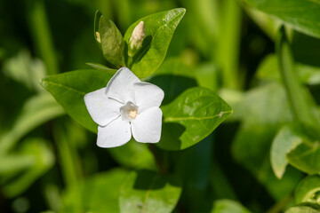 Close up of a white lesser periwinkle (vinca minor) flower in bloom