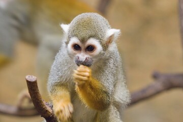 Common squirrel monkey	