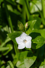 White lesser periwinkle (vinca minor)