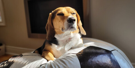 Sunbathing Beagle