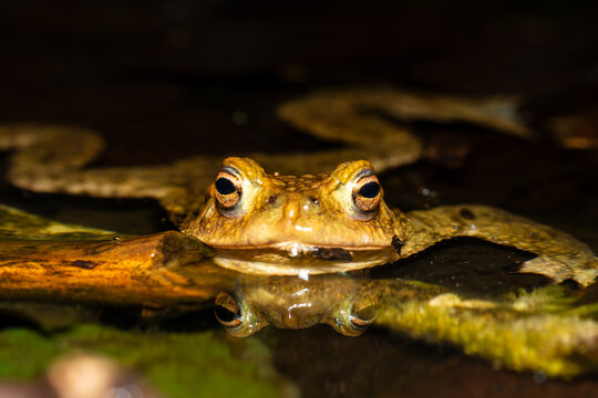Crapaud commun dans l'eau
