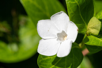 White lesser periwinkle (vinca minor)