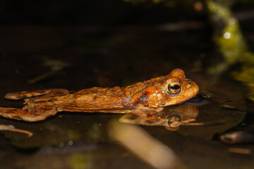 Crapaud commun dans l'eau