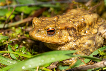 Crapaud commun photographié sur le crapaudrome de Malay le Grand