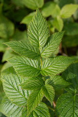 Background of wild raspberries leaves, covered with dew in early morning
