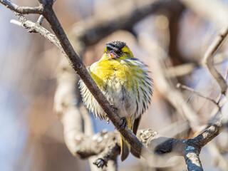 Eurasian siskin male, latin name spinus spinus, sitting on branch of tree. Cute little yellow songbird.
