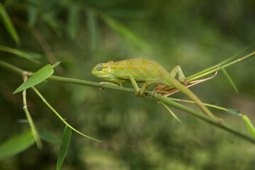 Johnston's chameleon is walking on a thin branch. A safari in Africa. This is a picture of a...