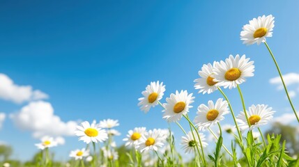 White daisies blooming in a field under a bright blue sky, close-up view of delicate petals and yellow centers, and sunny day nature scene.