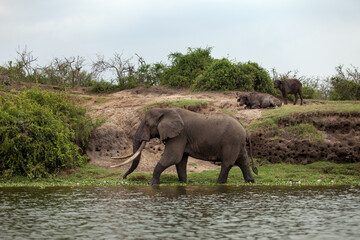 Elephant is walking around the river. African elephants near the water. 