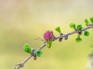 Colorful autumn forest with trees on the shore of a blue lake - top aerial view.