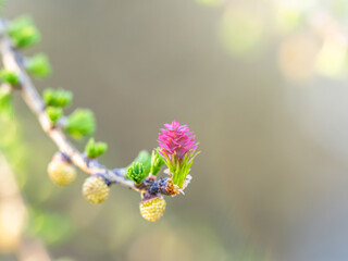 Colorful autumn forest with trees on the shore of a blue lake - top aerial view.