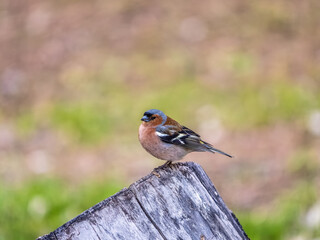 Common chaffinch, Fringilla coelebs, sits on a tree. Common chaffinch in wildlife.