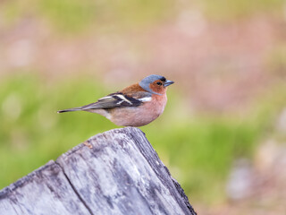 Common chaffinch, Fringilla coelebs, sits on a tree. Common chaffinch in wildlife.