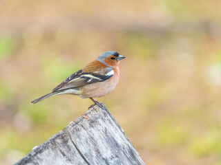 Common chaffinch, Fringilla coelebs, sits on a tree. Common chaffinch in wildlife.