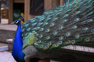 Obraz premium Peacock has a wonderful visual beauty with its colorful fluffy feathers.