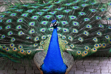 Obraz premium Peacock has a wonderful visual beauty with its colorful fluffy feathers.