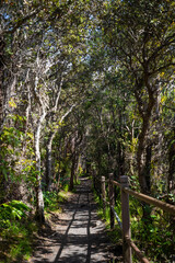 Fototapeta premium path in the forest with wooden fence