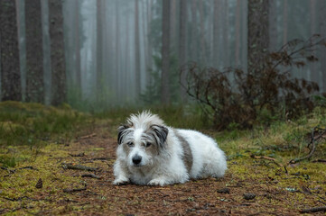 white dog on the grass