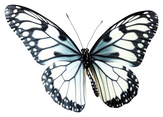 Fototapeta premium PNG Butterfly insect white art.