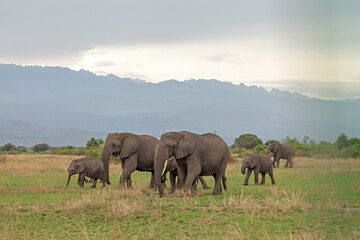 Group of elephants are walking on the meadow with view to Rwenzori mountains. African elephants in the open area. 