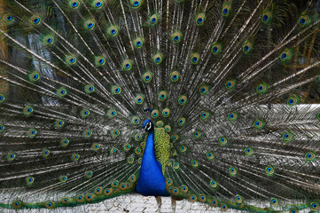 Obraz premium Peacock has a wonderful visual beauty with its colorful fluffy feathers.