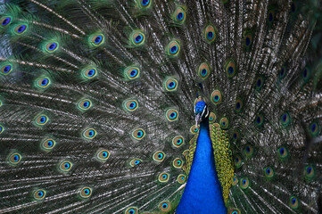 Obraz premium Peacock has a wonderful visual beauty with its colorful fluffy feathers.
