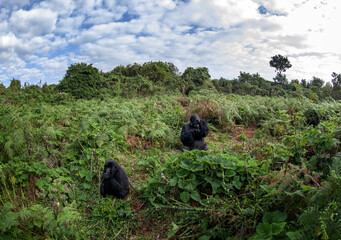 Group of gorillas in Mgahinga national park. Rare mountains gorillas in natural habitat. Boss of the gorillas family. 