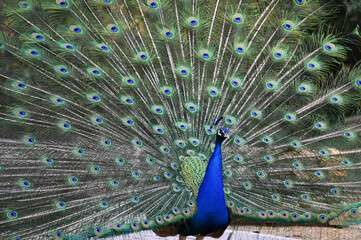 Obraz premium Peacock has a wonderful visual beauty with its colorful fluffy feathers.