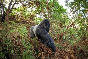 Group of gorillas in Mgahinga national park. Rare mountains gorillas in natural habitat. Boss of the gorillas family. 