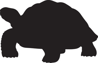 Aldabra Giant Tortoise Silhouette on White Background