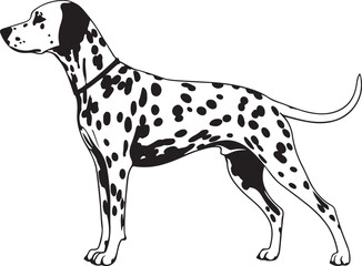 Dalmatian Silhouette on White Background