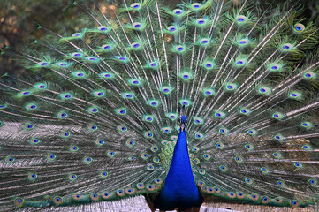 Obraz premium Peacock has a wonderful visual beauty with its colorful fluffy feathers.