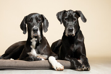 Two Great Dane dogs with mostly black fur in tan background