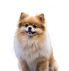 Pomeranian