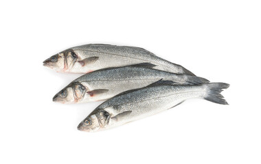 European seabass or Dicentrarchus labrax, whole raw labrax, branzino fish, European bass
