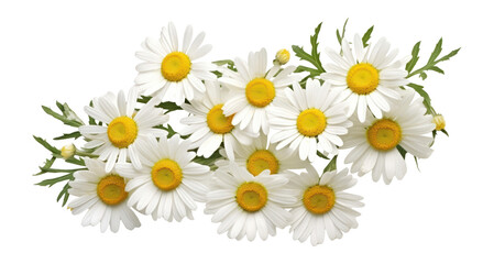 Fototapeta premium PNG Chamomile flowers background daisies daisy.