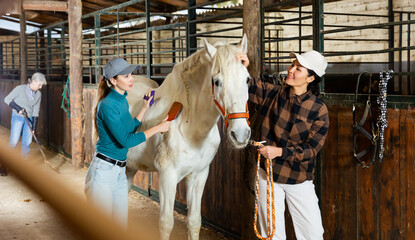 Two positive female workers grooming white racehorse in stable, brushing after riding. Animals...