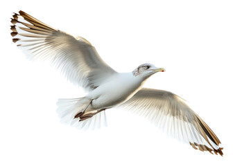 Fototapeta premium PNG Seagull birds flying white photography waterfowl.