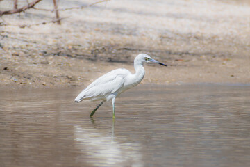 Juvenile little blue heron (Egretta caerulea) wading through water along a Florida beach against a natural blurry background of sand and mangrove roots